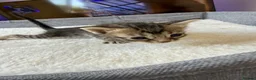 Bengal cats for sale: 🐾 Beautiful Bengal x Maine Coon Kittens 🐾 - Advert 11