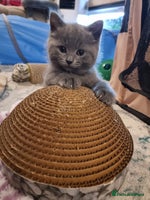 British Shorthair cats Beautiful chunky BSH kittens (2 left) - Advert 11