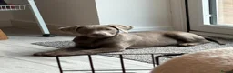 Labrador Retriever dogs for sale: KC Labrador puppies (Silver & Charcoal)  - Advert 37