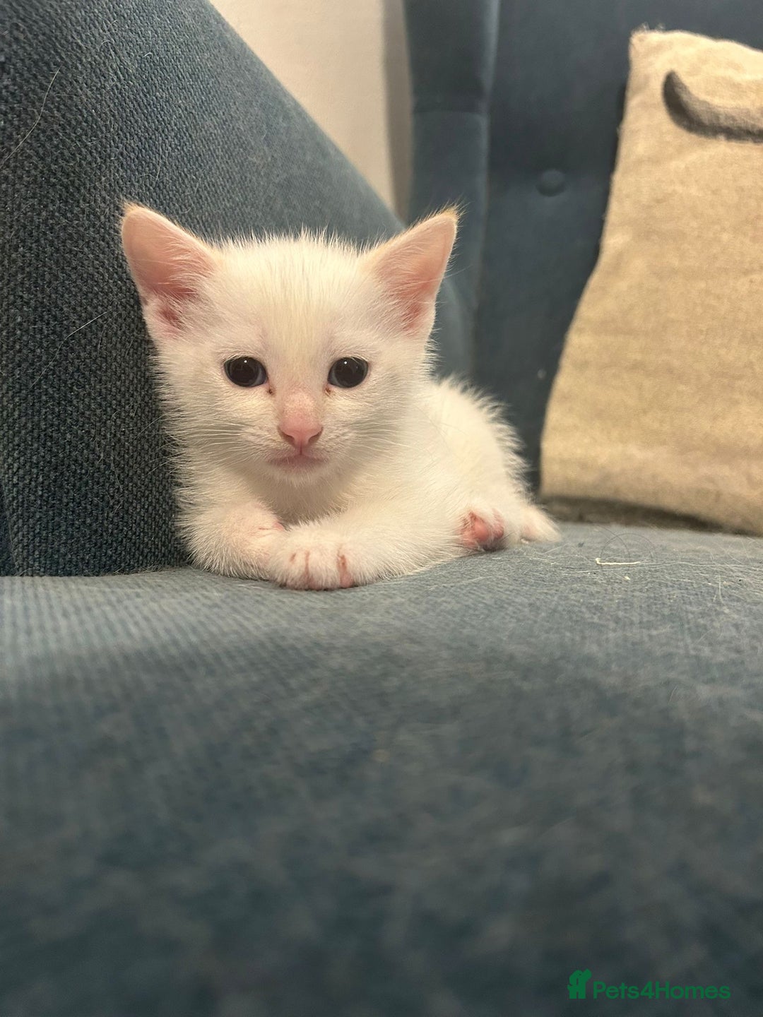 Mixed Breed cats for sale: Stunning unique kittens  - Image 4