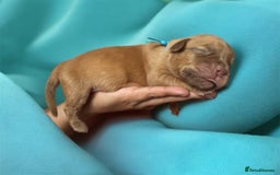 Dogue De Bordeaux dogs for sale: KC reg Dogue de Bordeaux puppies  - Image 14