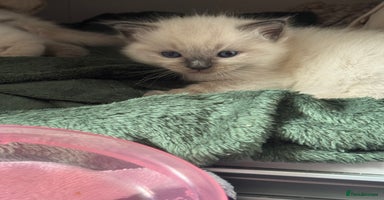 Ragdoll cats - Advert 2