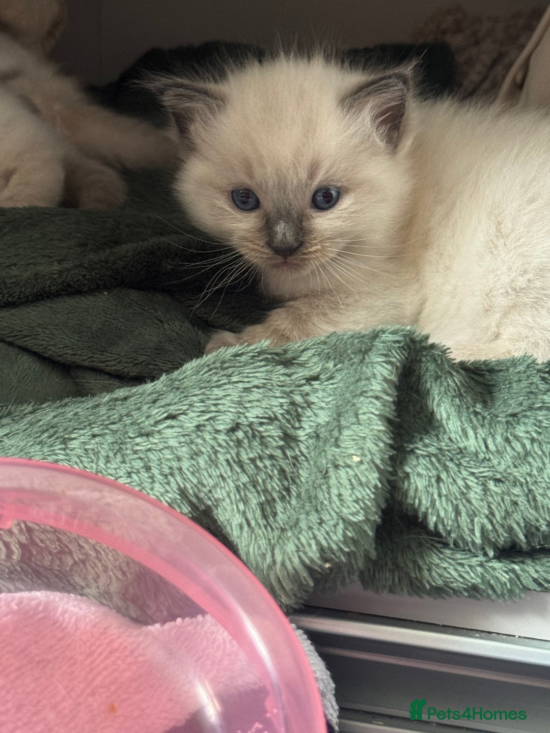 Ragdoll cats for sale: Ragdoll kittens  - Image 3