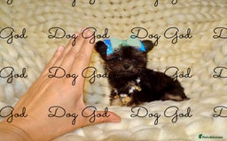 Mixed Breed dogs for sale: Exquisite Maltese X Chihuahua F1 Malchi Puppy - Image 8