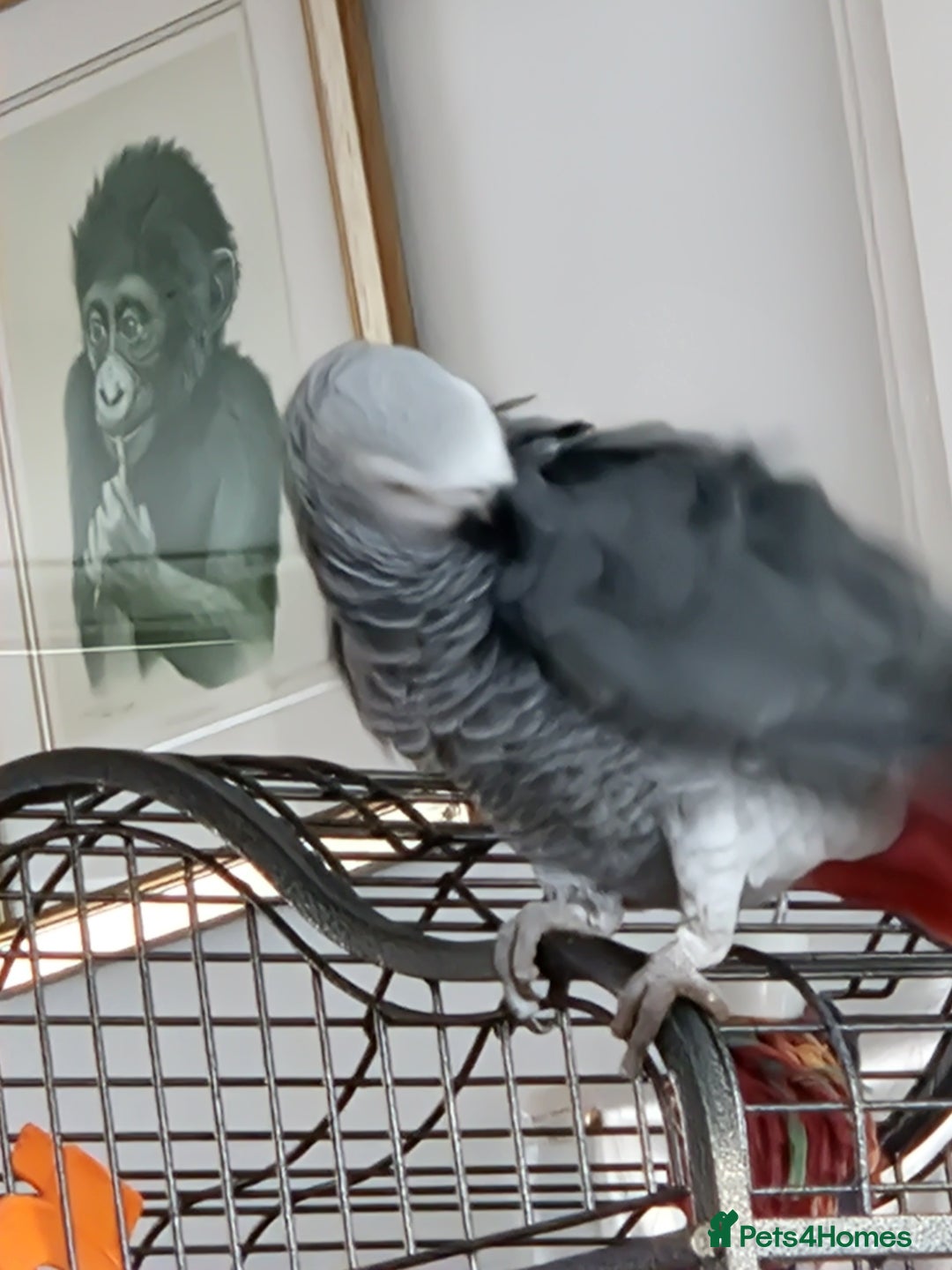 Parrots birds for sale: African grey parrot  - Advert 4
