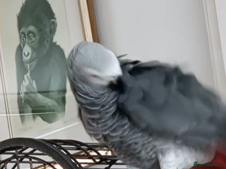 Parrots birds African grey parrot - Advert 16