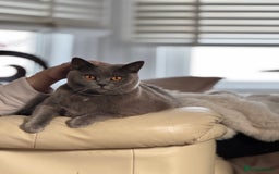 British Shorthair cats for sale: Beautiful British Shorthair ready for new home - Image 5