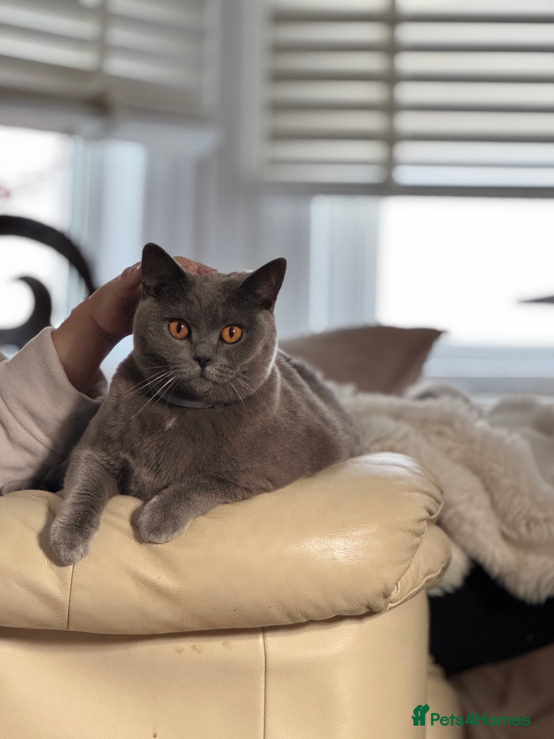 British Shorthair cats for sale: Beautiful British Shorthair ready for new home - Image 5