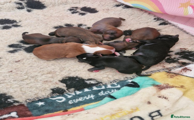 Chinese Crested dogs in Crewe - Advert 2