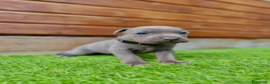 Staffordshire Bull Terrier Puppy 4 Purple Collar 