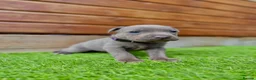 Staffordshire Bull Terrier dogs for sale: Blue Staffordshire Bull Terrier Champion Pups  - Advert 36