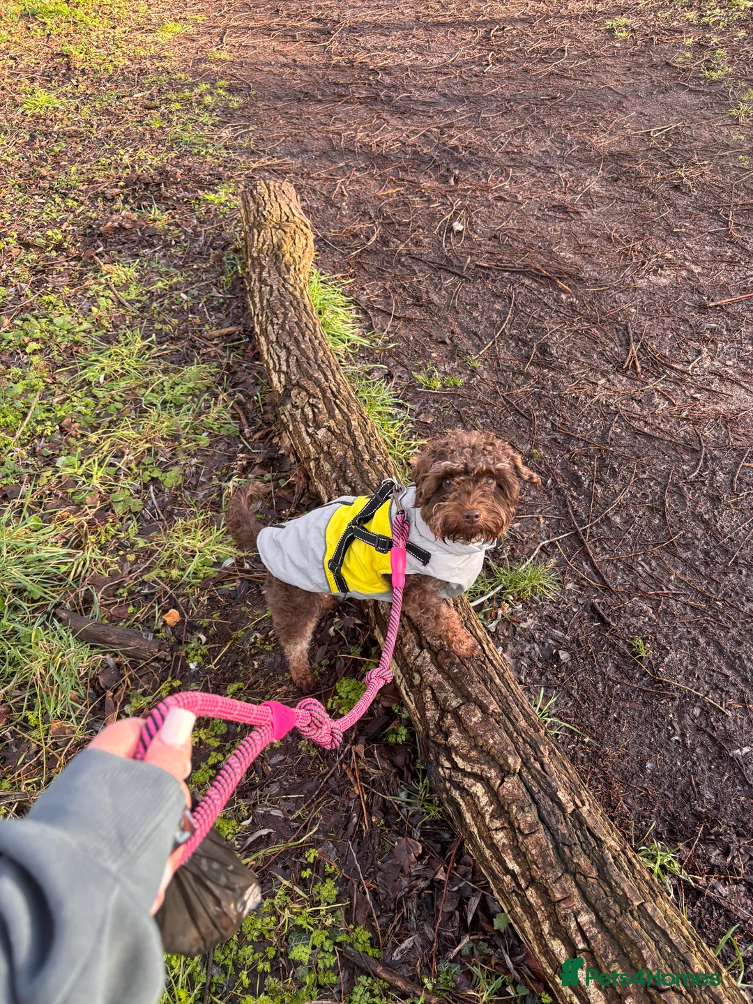 Cavapoo dogs for sale: Chocolate Cavapoo - 1 year old  - Advert 5