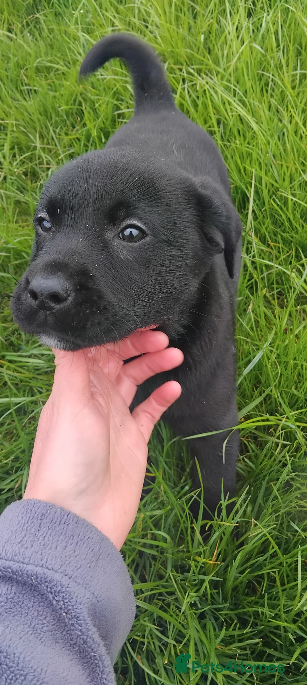 Labrador Retriever dogs for sale: KC Registered Stunning Labrador puppies  - Advert 2