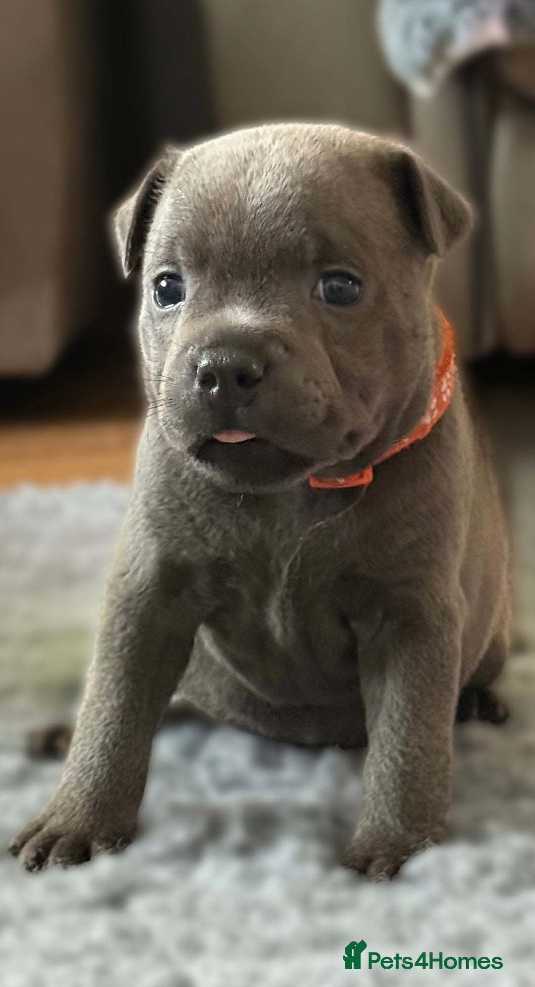 Staffordshire Bull Terrier dogs for sale: Paws Above The Rest  - Image 37