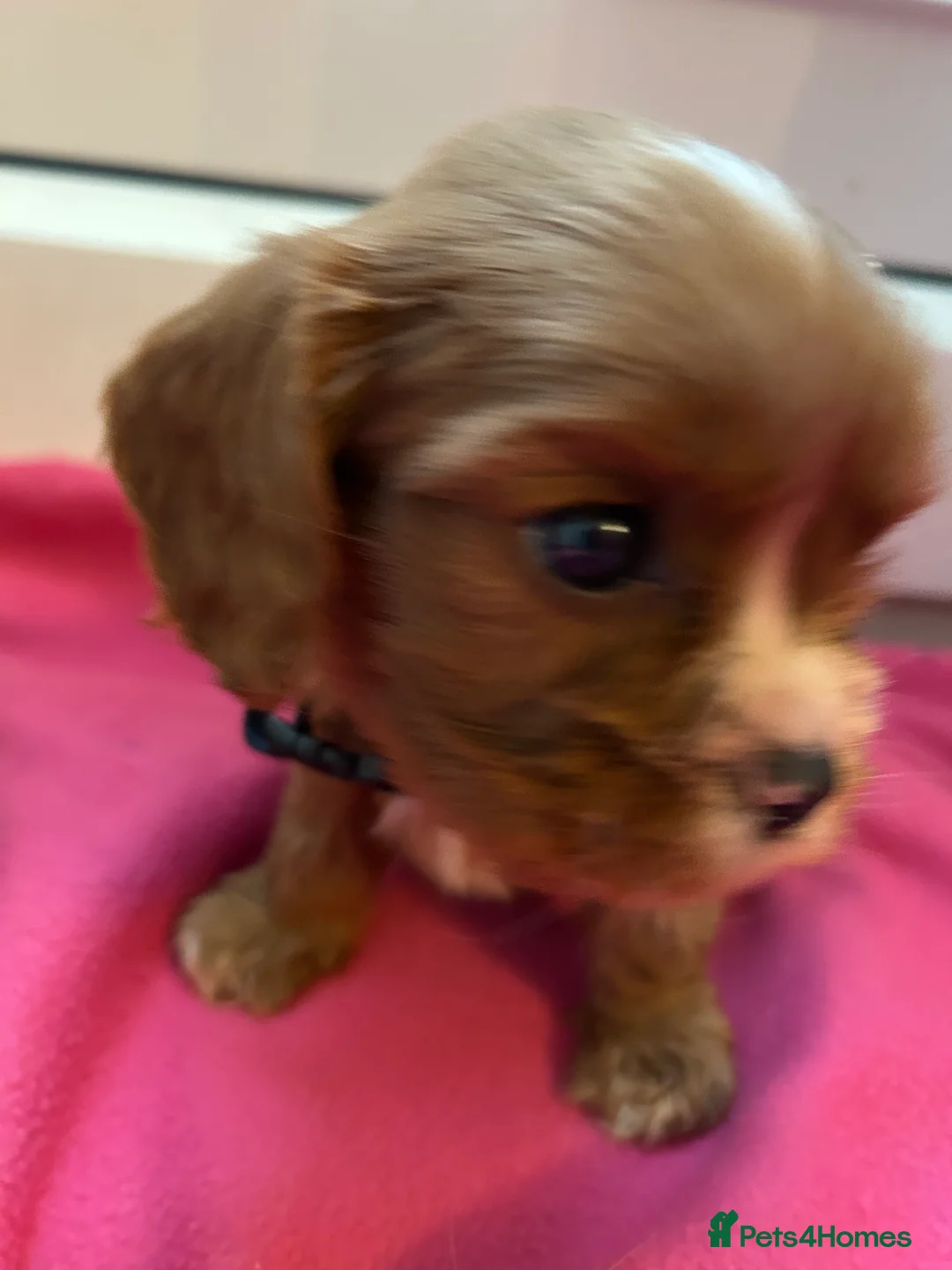 Cavalier King Charles Spaniel dogs for sale: Gorgeous Cavalier King Charles Spaniel Puppies - Advert 6