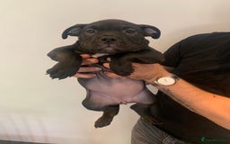 American Bully dogs for sale: Pocket bully puppies - Image 3