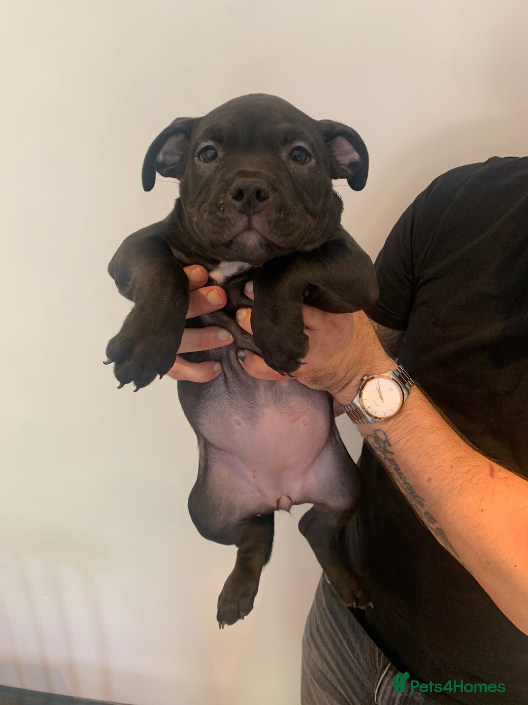 American Bully dogs for sale: Pocket bully puppies - Image 3