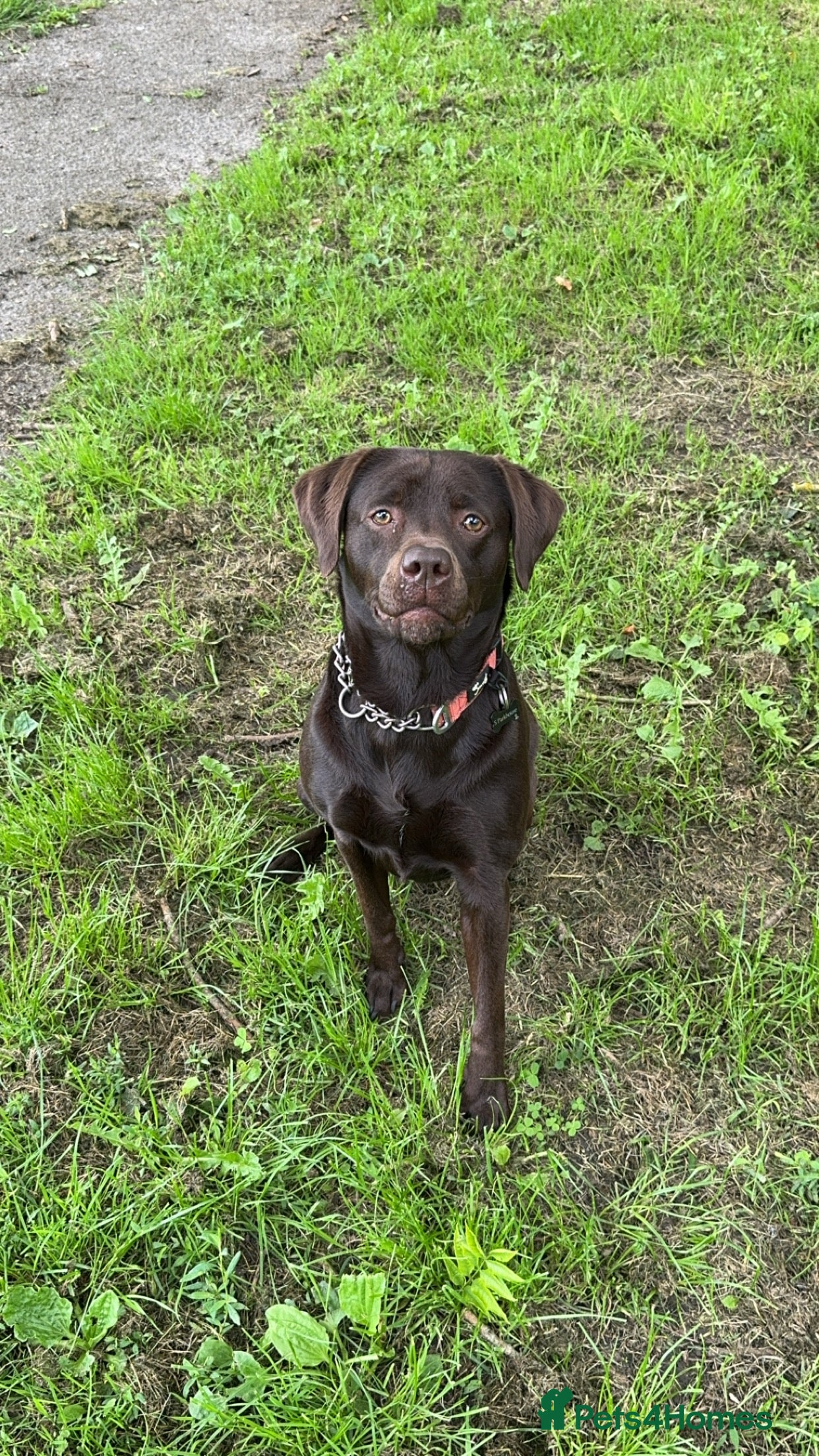 Labrador Retriever dogs 9 stunning KC reg chocolate lab puppies - Advert 1