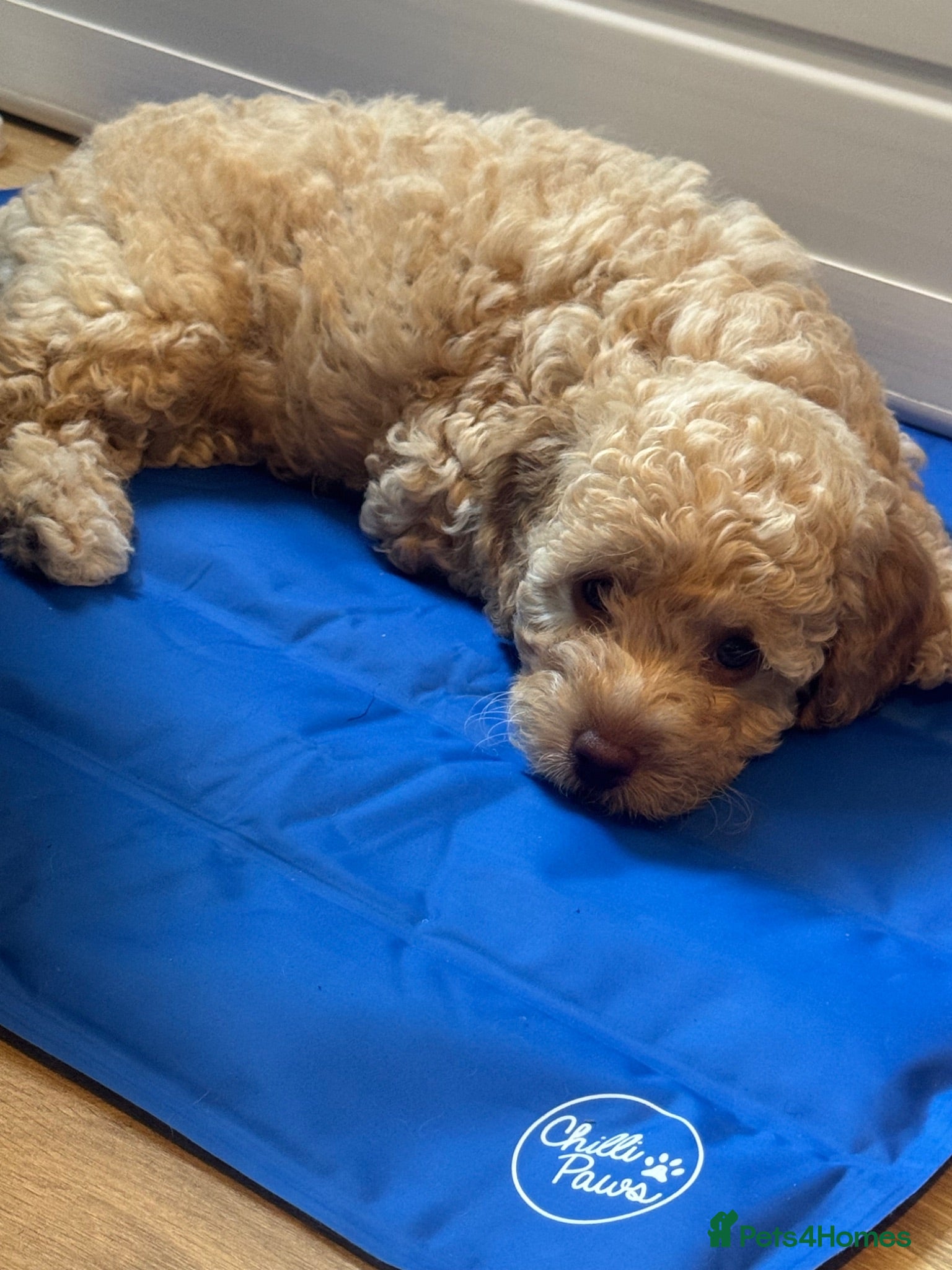 Cockapoo dogs 1 Beautiful girl F2b Cockapoo puppy  - Advert 2