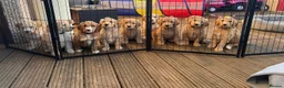 Goldendoodle dogs for sale: 🤎🐶STANDARD GOLDEN/DOUBLEDOODLE PUPPIES🐶🤎 - Advert 8