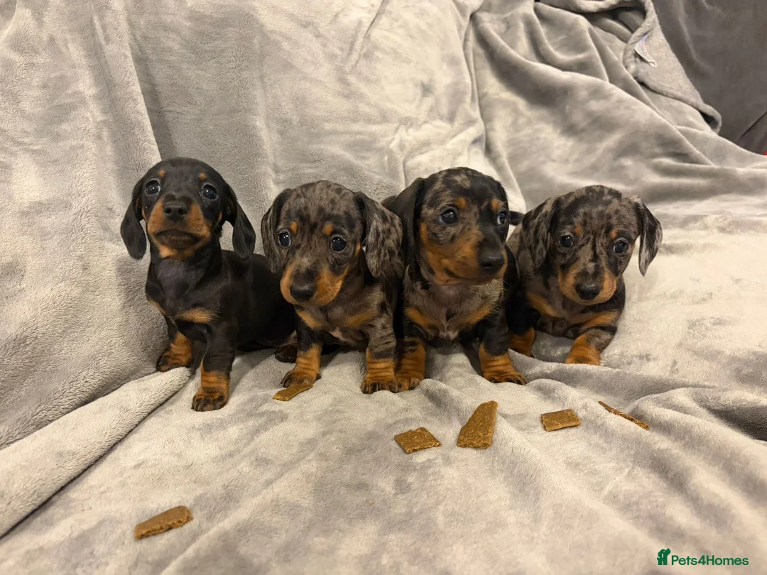 Miniature Dachshund dogs for sale: Kennel Club Miniature Dachshunds ready 23rd May - Advert 2