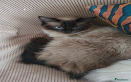 Ragdoll cats for sale: Ragdoll - Image 3