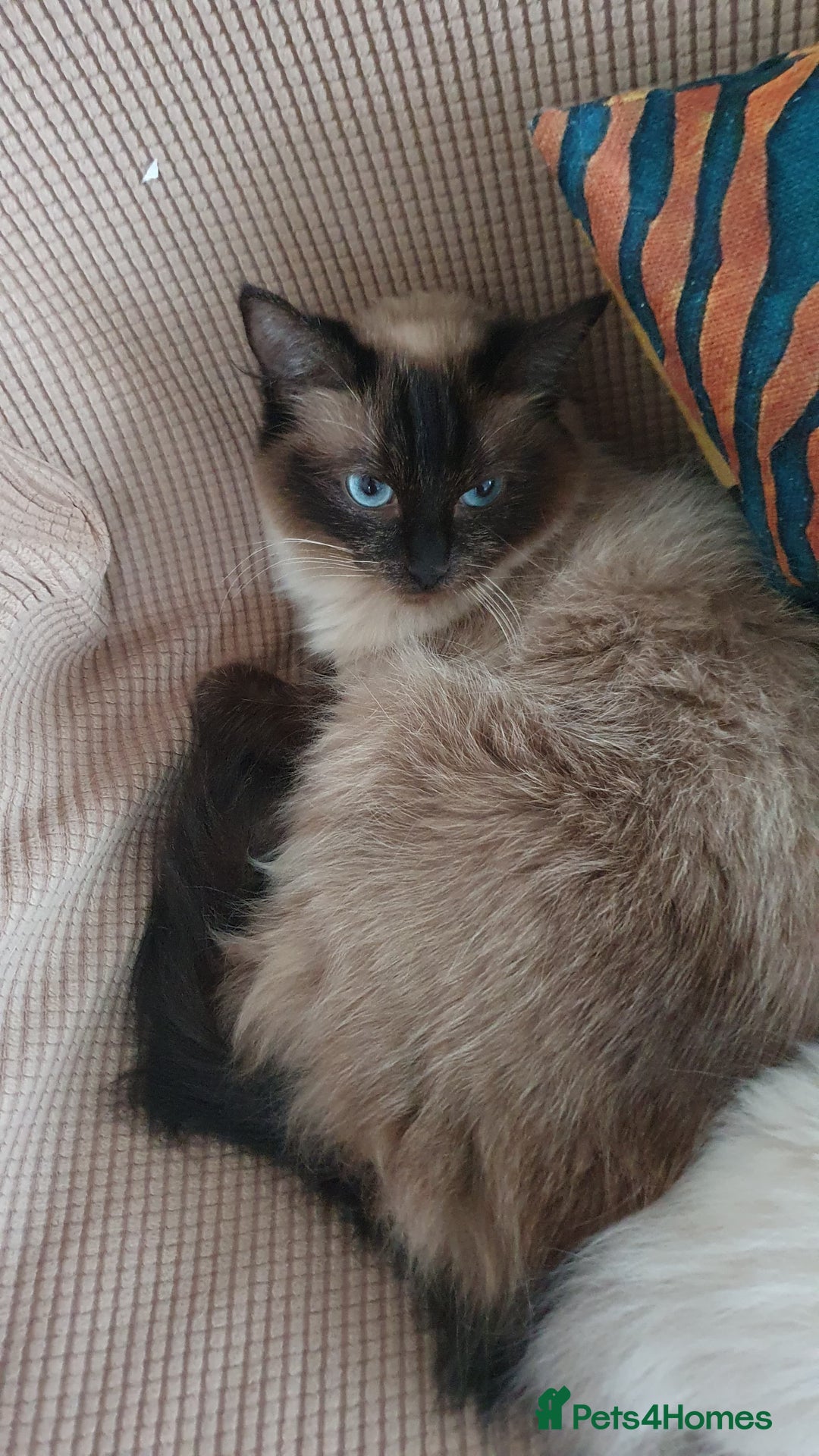 Ragdoll cats for sale: Ragdoll - Image 3