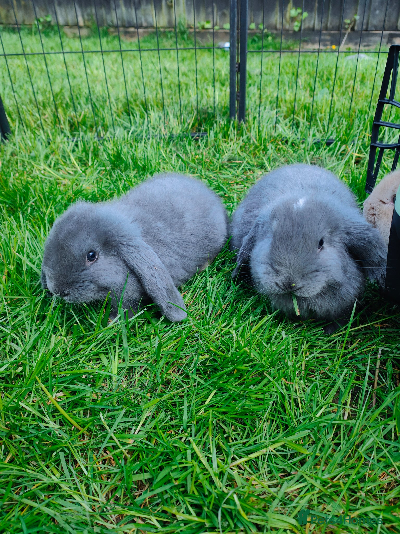 French Lop rabbits French lops  - Advert 2
