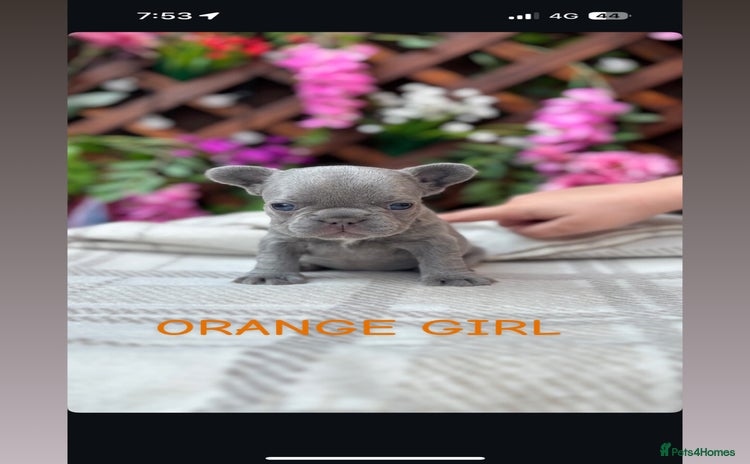 French Bulldog dogs - Advert 1