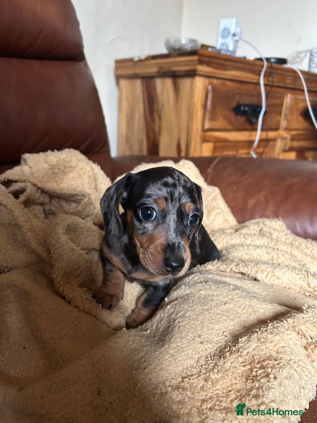Miniature Dachshund dogs for sale: Miniature dachshund puppies  - Image 4