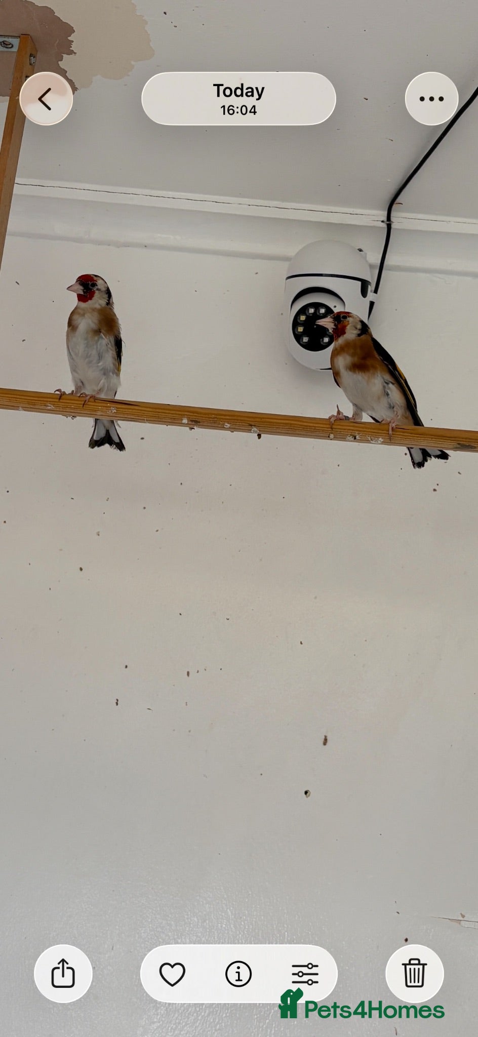 Finches birds Goldfinch  - Advert 7
