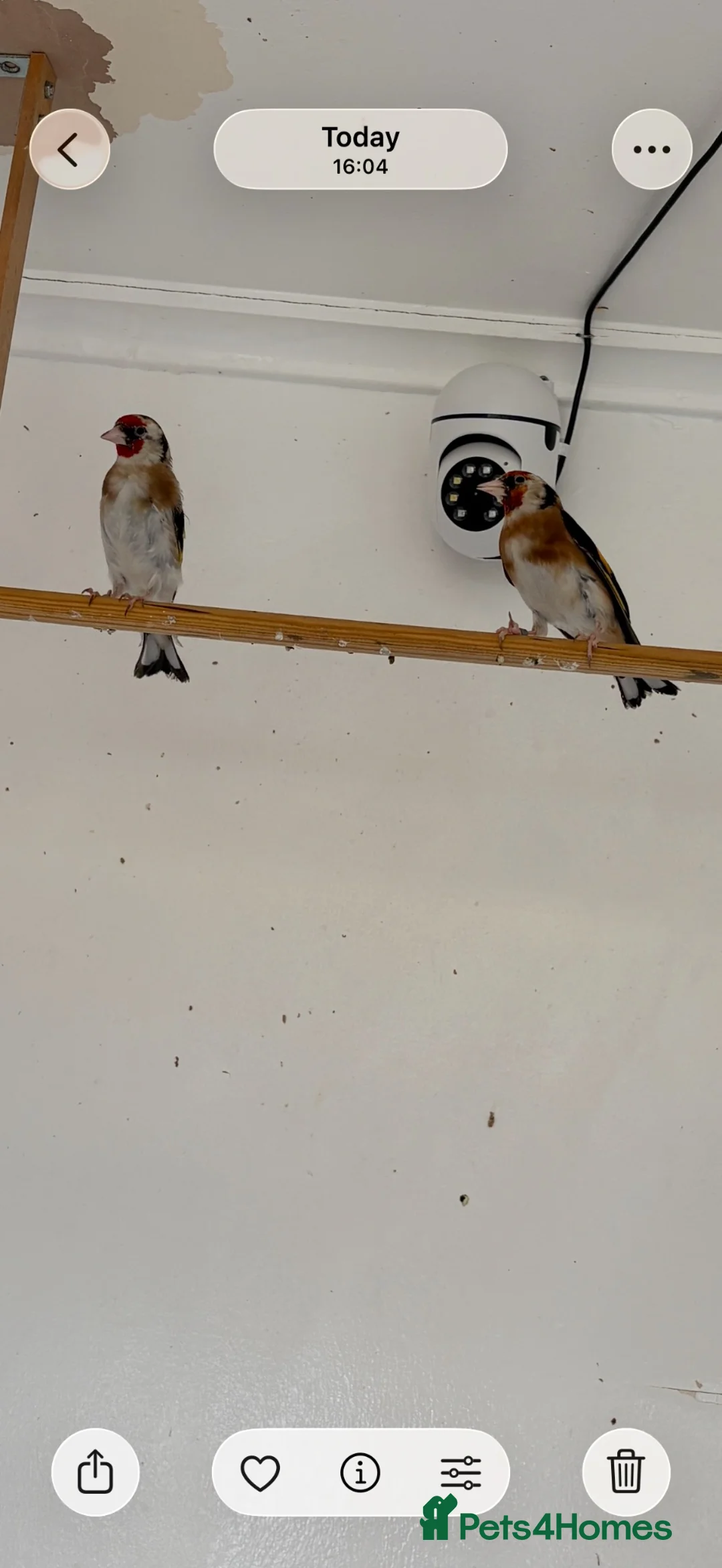 Finches birds for sale: Goldfinch  - Advert 1