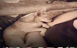 Chihuahua dogs for sale: 2 chihuahuas for sale  - Image 3