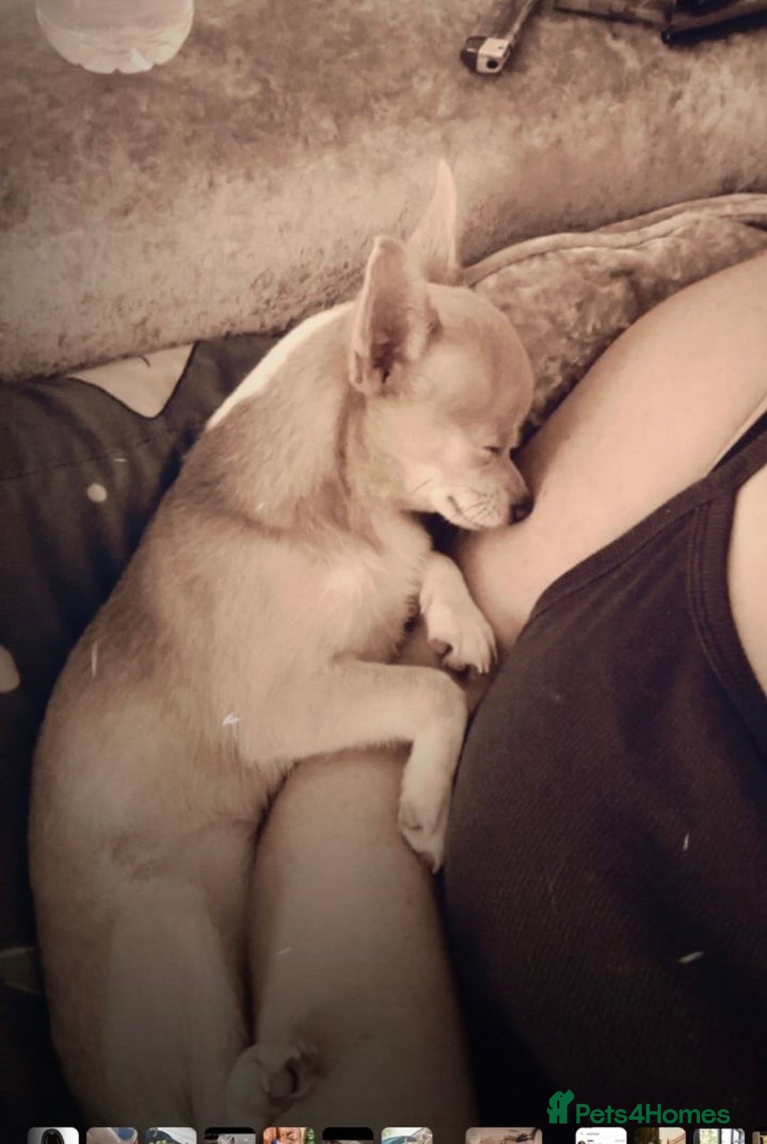 Chihuahua dogs for sale: 2 chihuahuas for sale  - Image 3