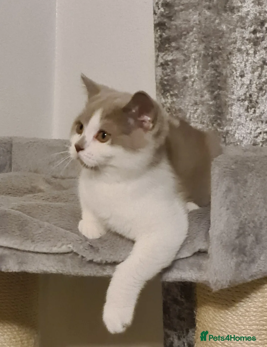 British Shorthair cats for sale: Ready Now 💙British ShortHair kitten GCCF  - Advert 2