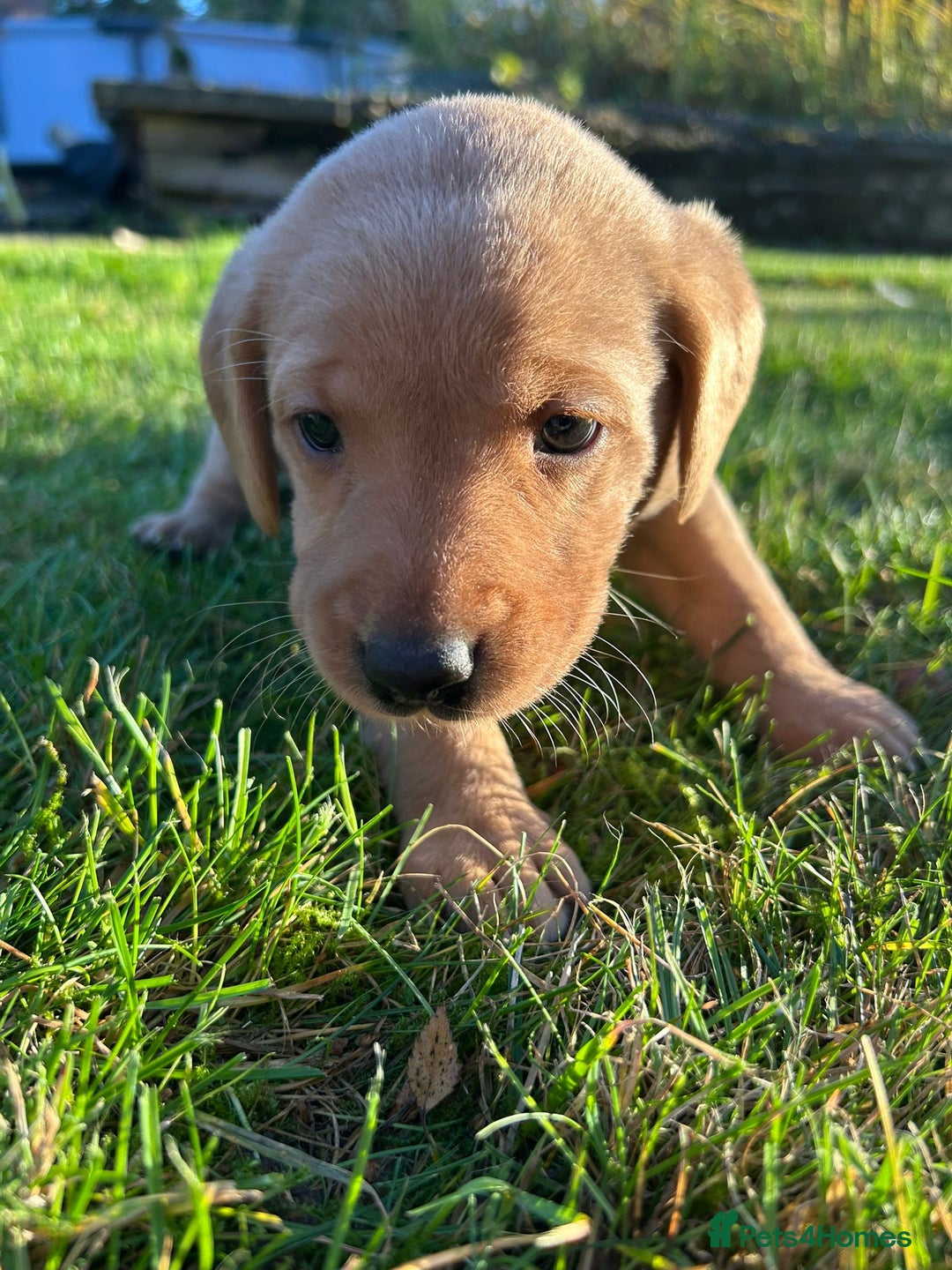 Labrador Retriever dogs for sale: Fox Red Labrador Puppies for Sale - Advert 3