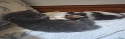 Maine Coon cats for sale: Half maincoon kittens for sale in Newport - Advert 15