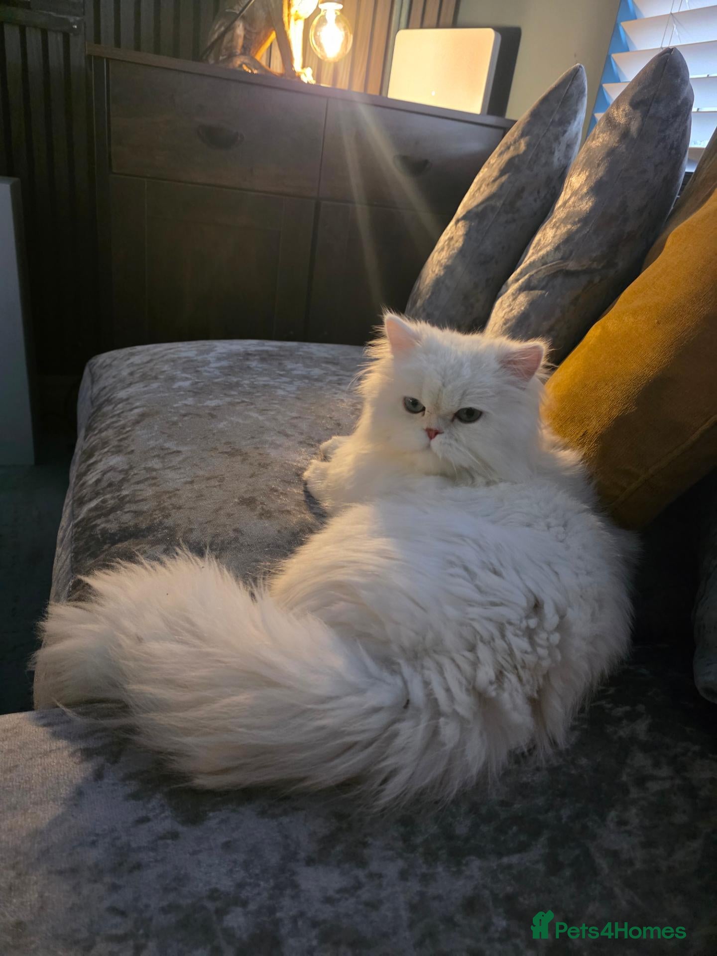 Persian cats for sale: Gorgeous 1-Year-Old Male chinchilla Persian  - Advert 6