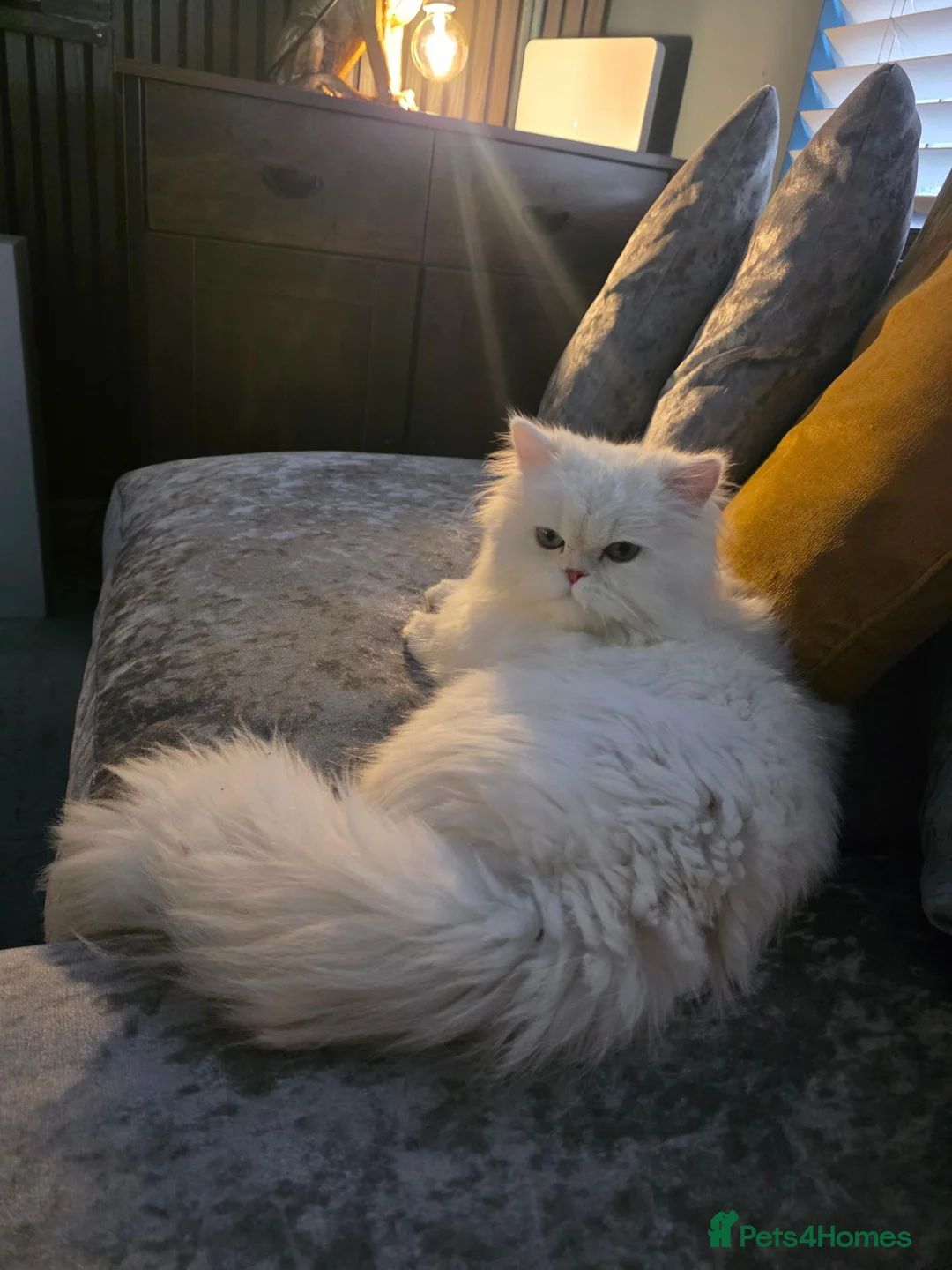 Persian cats for sale: Gorgeous 1-Year-Old Male chinchilla Persian  - Advert 1