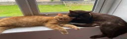 British Shorthair cats for sale: British Shorthair Kitten in Saltash - Advert 5