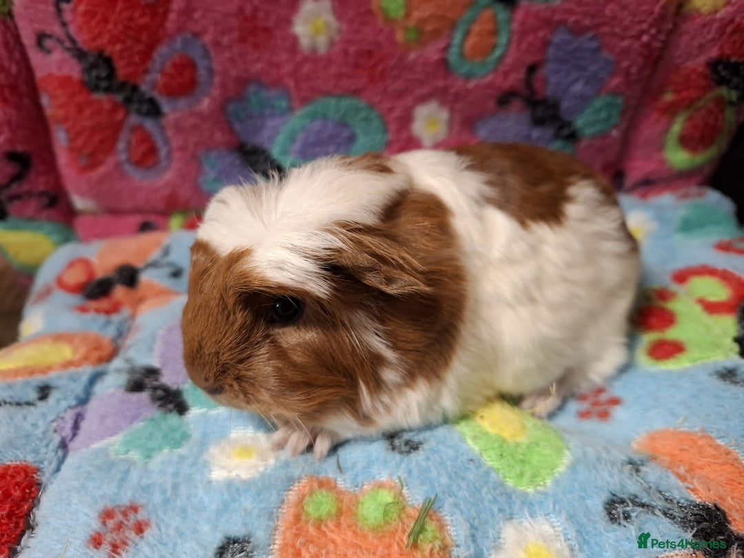 Guinea Pig rodents for sale: Baby Longhaired Boars /Merino/Texel/Coronet - Advert 3