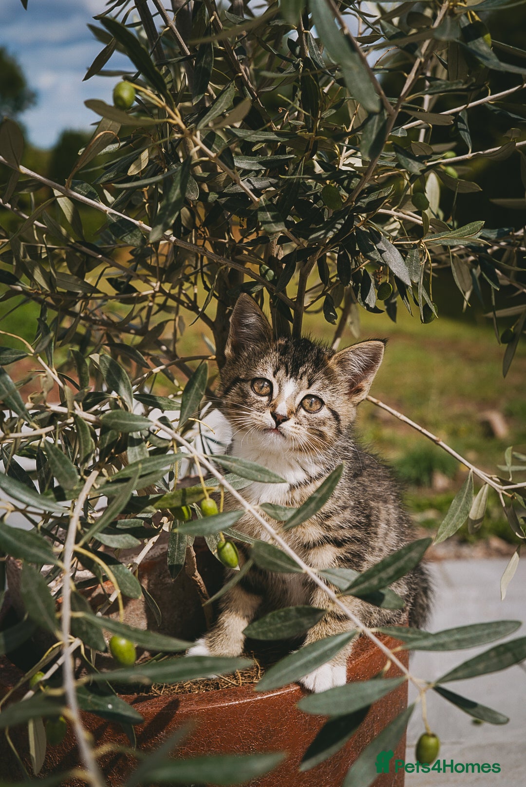 Mixed Breed cats for sale: Gorgeous kittens for sale  - Image 37