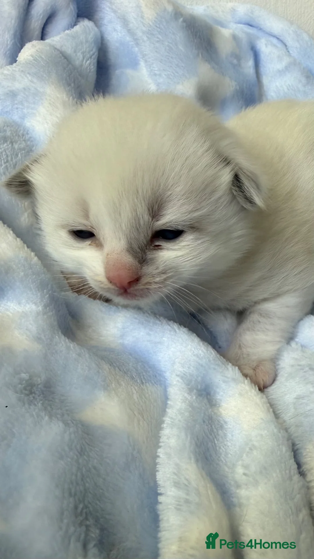 Ragdoll cats for sale: Stunning Ragdoll kittens Blue & Lilac Mitted boys  - Advert 1