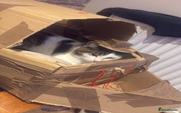 British Shorthair cats for sale: DOMESTIC SHORTHAIR Male - chipped and neutered  - Advert 5