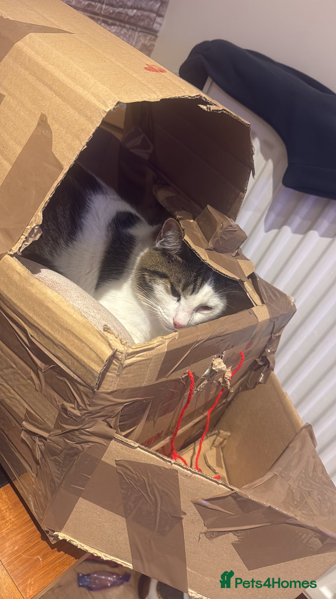 British Shorthair cats for sale: DOMESTIC SHORTHAIR Male - chipped and neutered  - Advert 5