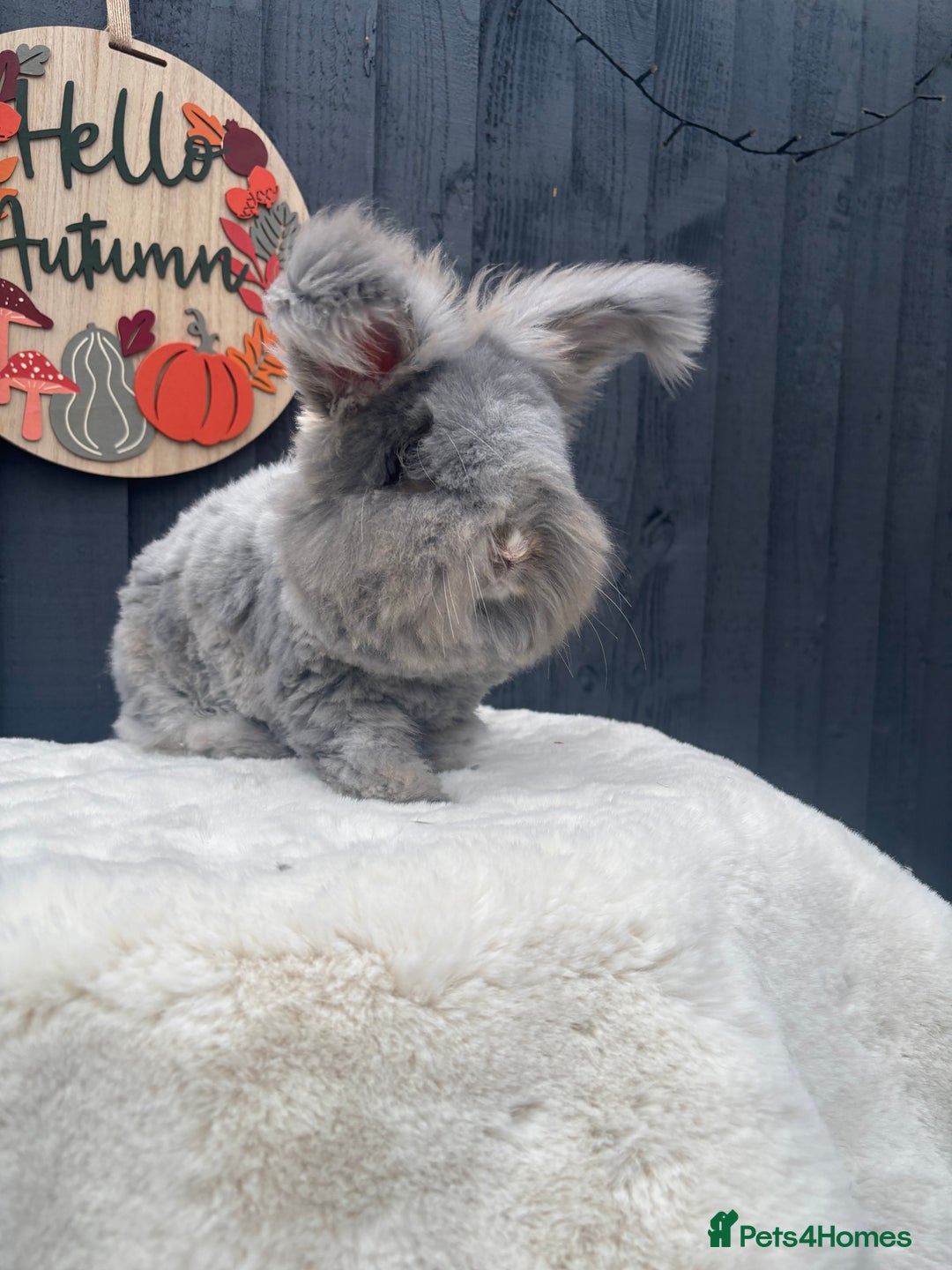 Angora rabbits for sale: Angora max faced bunny  - Image 6