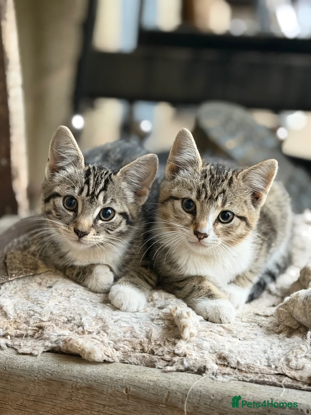 Mixed Breed cats for sale: Adorable friendly farm kittens, 2 girls left - Advert 1