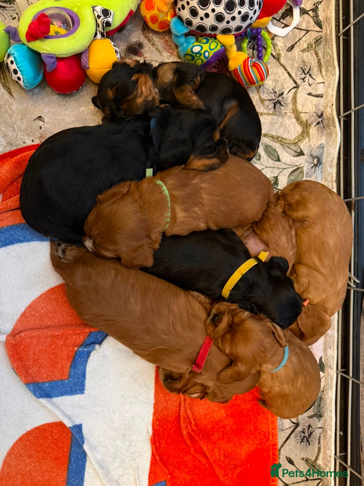 Cavalier King Charles Spaniel dogs 8 Cavalier King Charles puppies - Advert 1