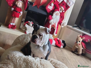 English Bulldog dogs Betty English bulldog - Advert 13