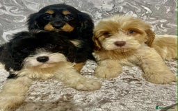 Cavalier King Charles Spaniel dogs for sale: Quality cavalier King Charles spaniel pups - Image 1